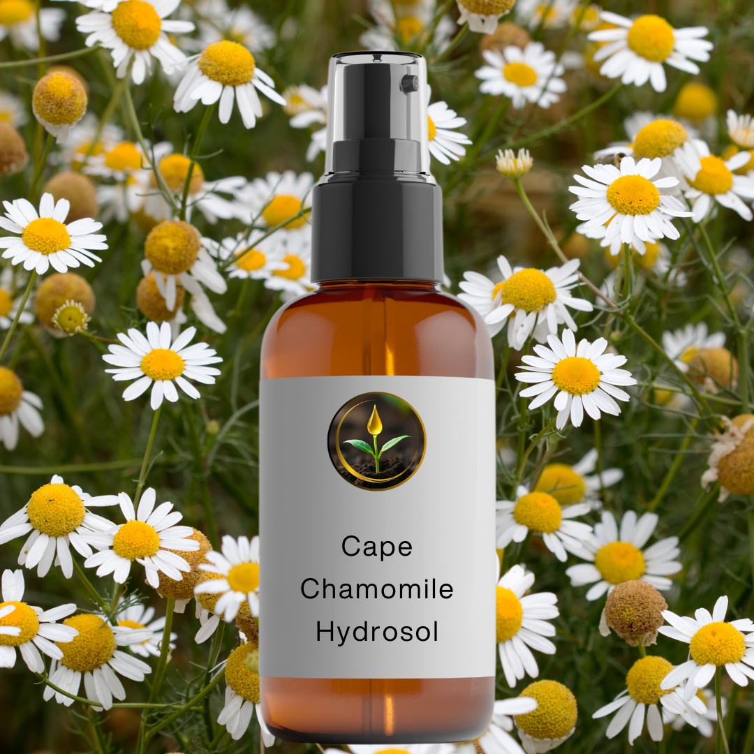 Cape Chamomile Hydrosol