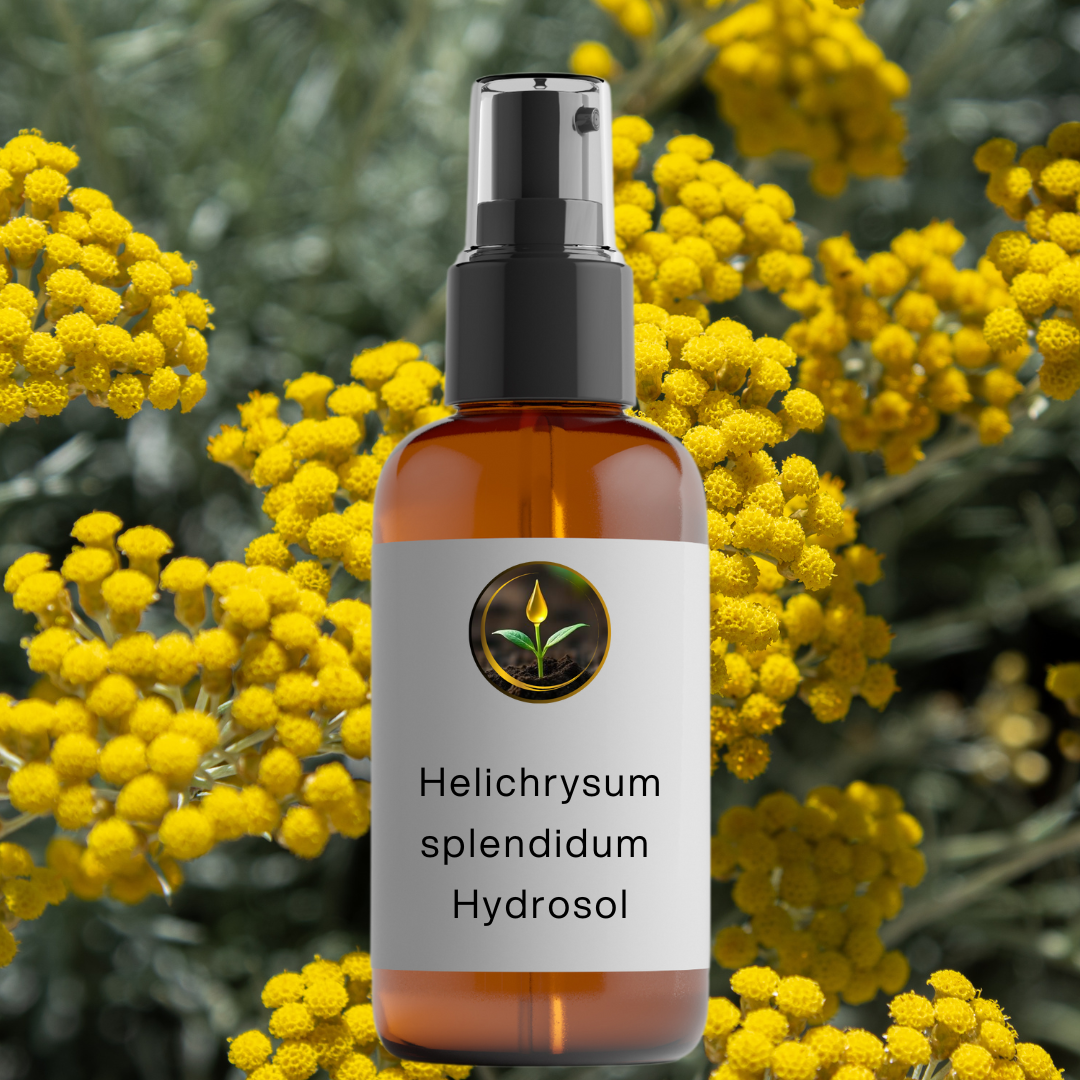 Helichrysum splendidum Hydrosol