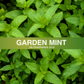 Garden Mint Fragrance Oil