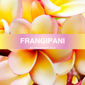 Frangipani Fragrance Oil