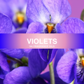 Violet Fragrance Oil