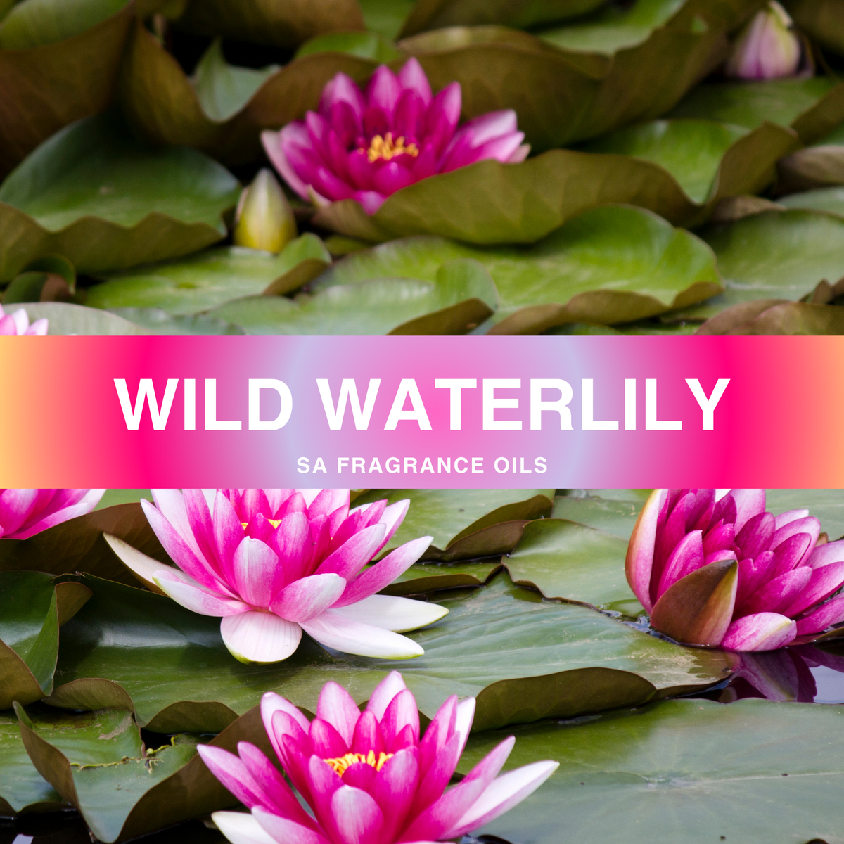 Water Lily Fragrance Oil