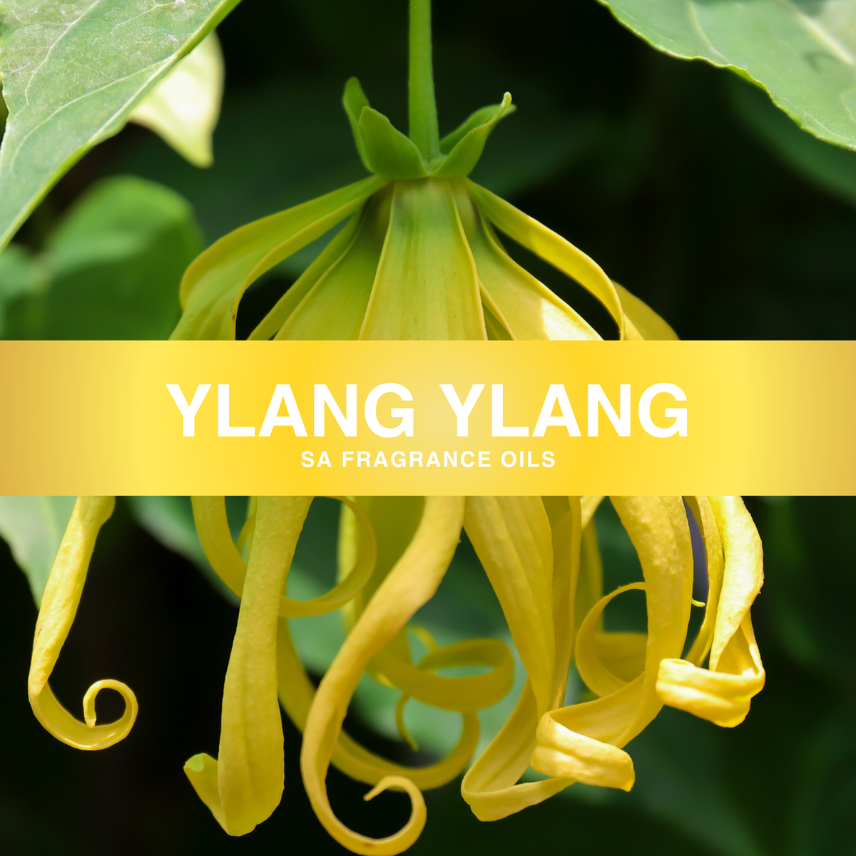 Ylang Ylang Fragrance Oil