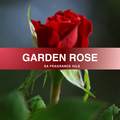 Classic Rose Fragrance Oil