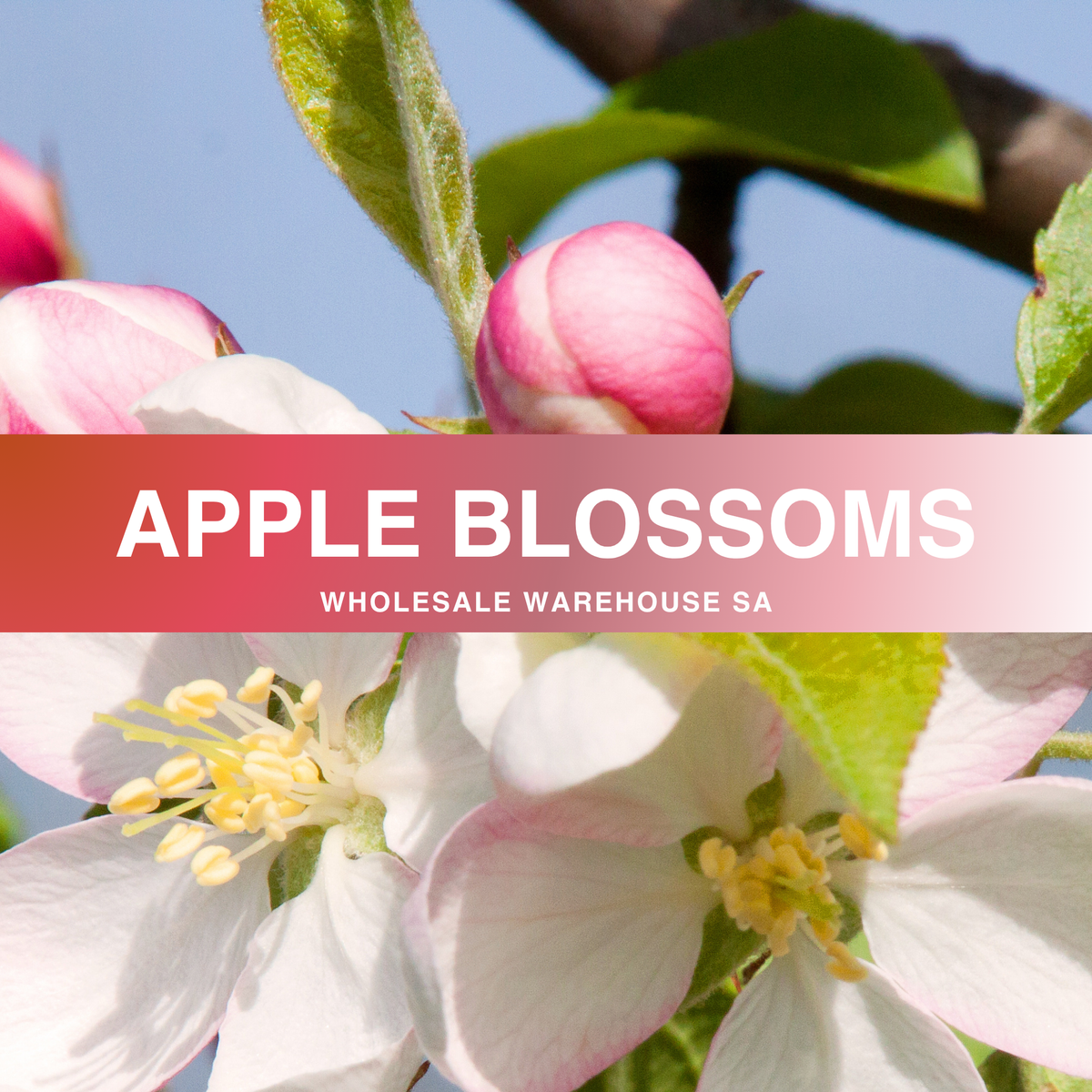 Apple Blossom Fragrance Oil