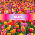 Tulip Fragrance Oil