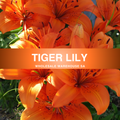 Tiger Lily Fragrance Oil