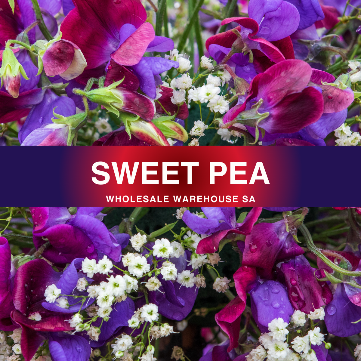 Sweet Pea Fragrance Oil