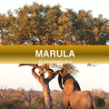 Marula Fragrance Oil