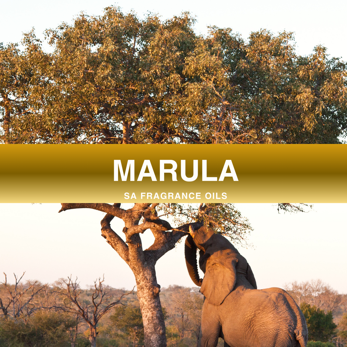 Marula Fragrance Oil