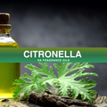 Citronella Fragrance Oil