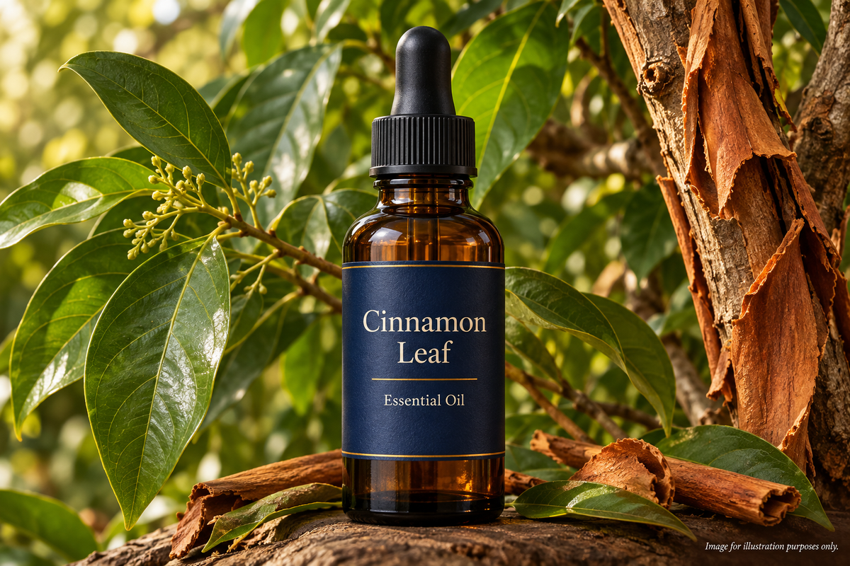 Cinnamon Leaf Essential Oil - Standardised