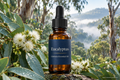 Eucalyptus Globulus Essential Oil